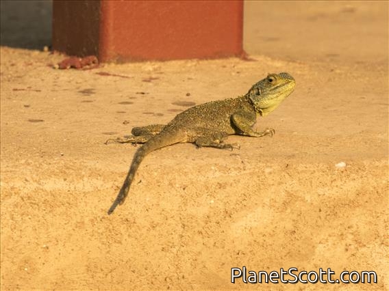 Uganda Blue-headed Tree Agama (Acanthosaurus ugandaensis)