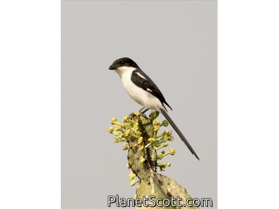 Northern Fiscal (Lanius humeralis)