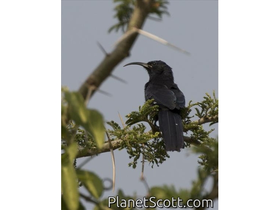 Common Scimitarbill (Rhinopomastus cyanomelas)