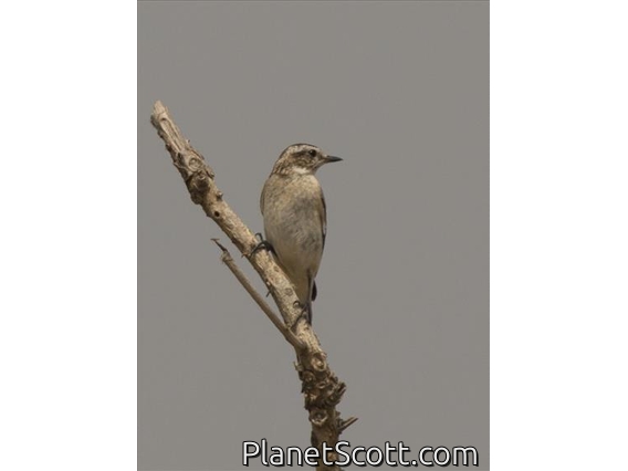 Whinchat (Saxicola rubetra)
