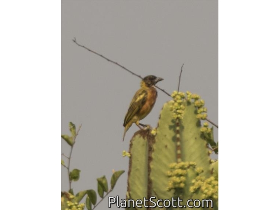 Black-headed Weaver (Ploceus melanocephalus)