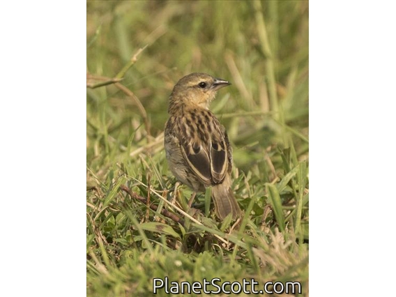 Black-headed Weaver (Ploceus melanocephalus)
