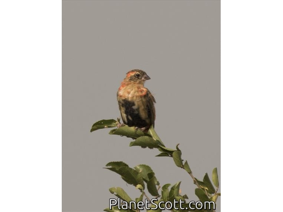 Southern Red Bishop (Euplectes orix)