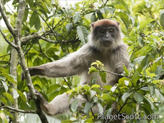 Ugandan Red Colobus (Procolobus tephrosceles)