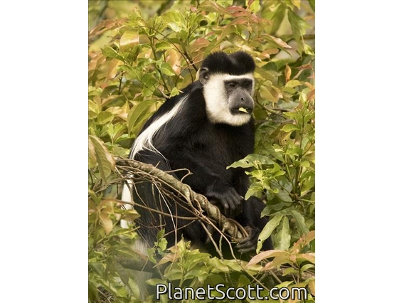 Black and White Colobus Monkey (Colobus guereza)