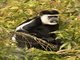 Black and White Colobus Monkey (Colobus guereza)