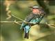 Black Bee-eater (Merops gularis)