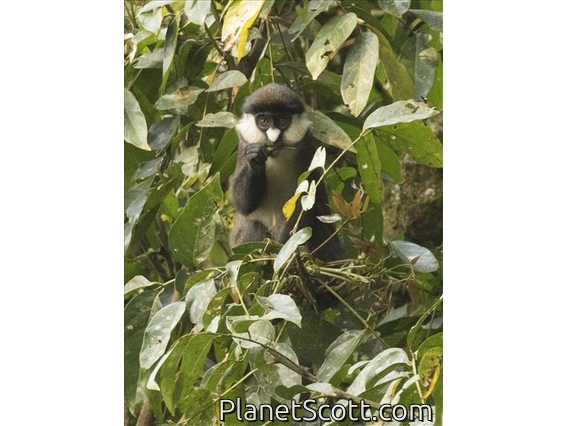 Red-tailed Monkey (Cercopithecus ascanius)