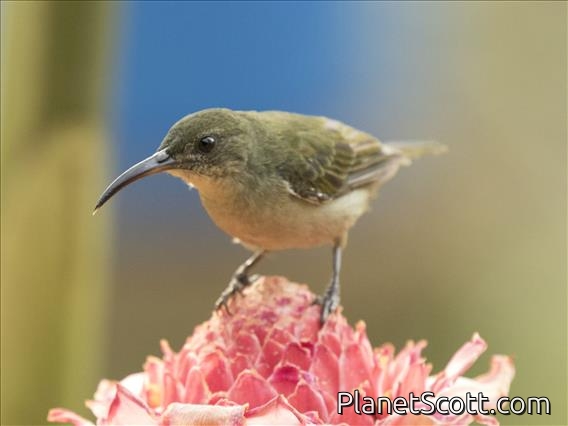 Unidentified Female Sunbird