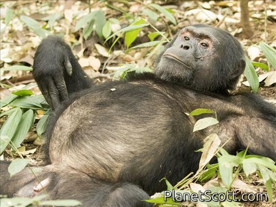 Chimpanzee (Pan troglodytes)