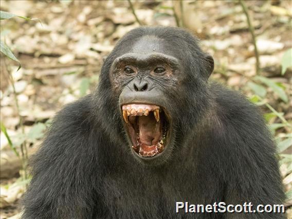 Chimpanzee (Pan troglodytes)