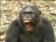 Chimpanzee (Pan troglodytes)