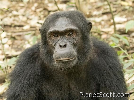 Chimpanzee (Pan troglodytes)