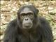 Chimpanzee (Pan troglodytes)