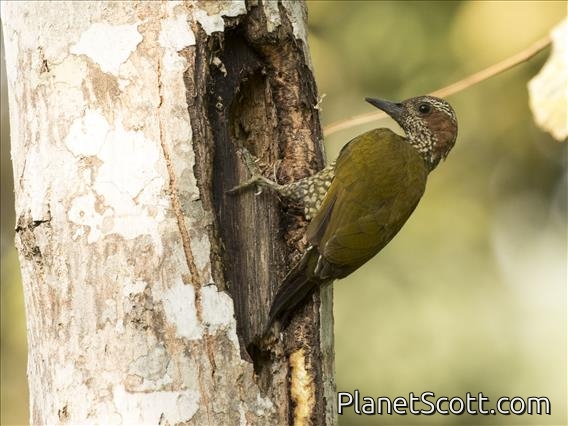 Brown-eared Woodpecker (Campethera caroli)