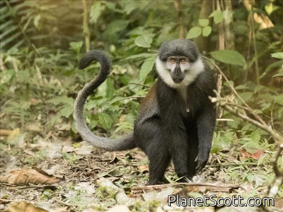 L'hoest's monkey (Cercopithecus lhoesti)