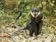 L'hoest's monkey (Cercopithecus lhoesti)