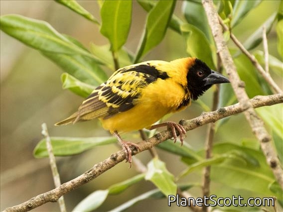 Village Weaver (Ploceus cucullatus) - Male