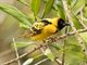 Village Weaver (Ploceus cucullatus) - Male