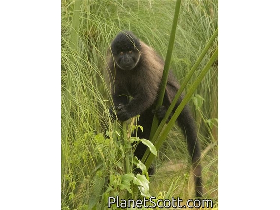 Ugandan Gray-cheeked Mangabey (Lophocebus ugandae)