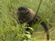 Ugandan Gray-cheeked Mangabey (Lophocebus ugandae)