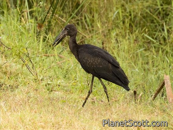 African Openbill (Anastomus lamelligerus)