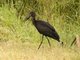 African Openbill (Anastomus lamelligerus)