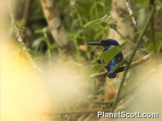 Shining-blue Kingfisher (Alcedo quadribrachys)