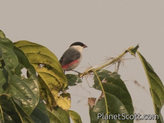 Black-crowned Waxbill (Estrilda nonnula)
