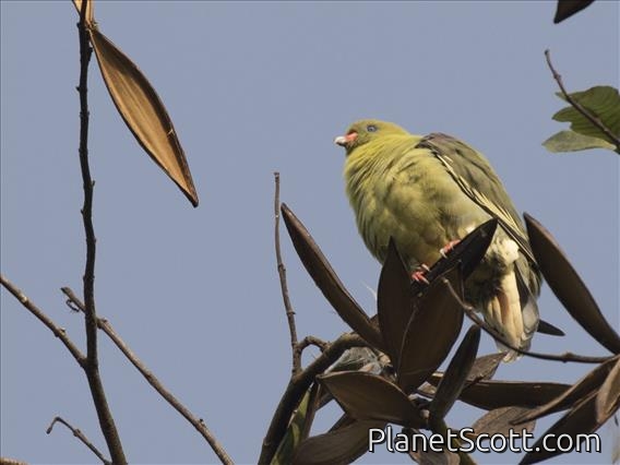 African Green-Pigeon (Treron calvus)