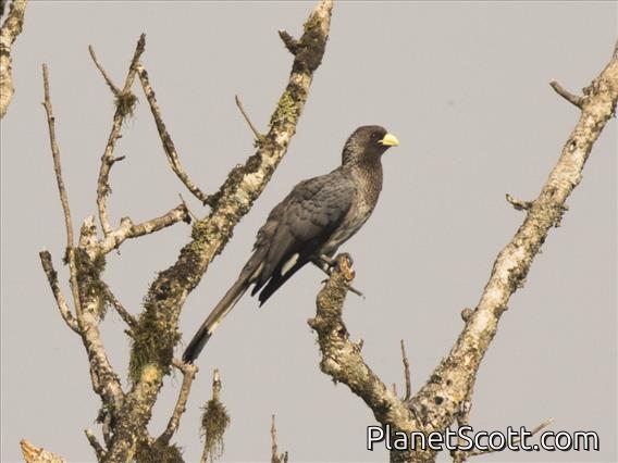 Eastern Plantain-eater (Crinifer zonurus)