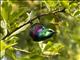 Purple-banded Sunbird (Cinnyris bifasciatus)