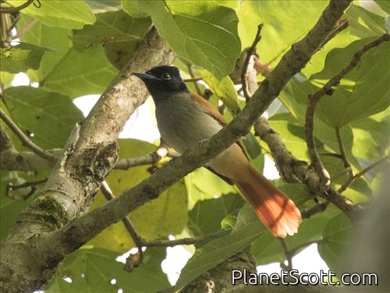 African Paradise-Flycatcher (Terpsiphone viridis) - Female