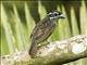Hairy-breasted Barbet (Tricholaema hirsuta)