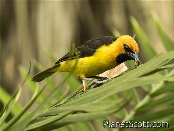 Black-necked Weaver (Ploceus nigricollis)