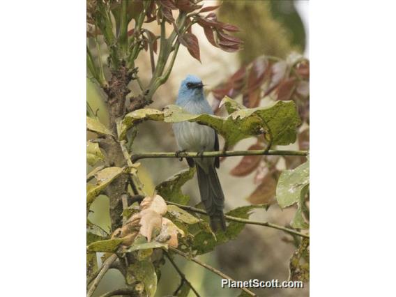 African Blue Flycatcher (Elminia longicauda)