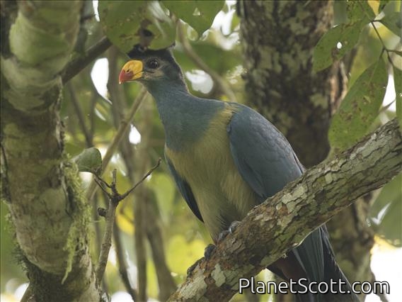 Great Blue Turaco (Corythaeola cristata)