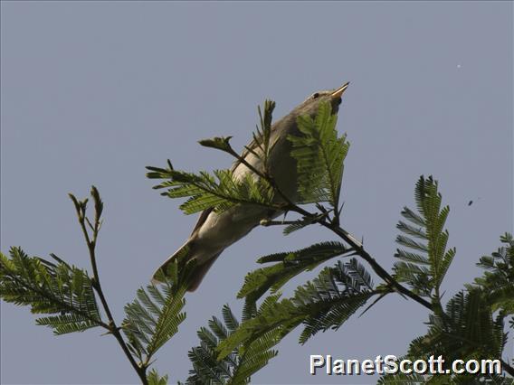 Eastern Olivaceous Warbler (Iduna pallida)