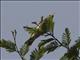 Olivaceous Warbler (Iduna pallida)