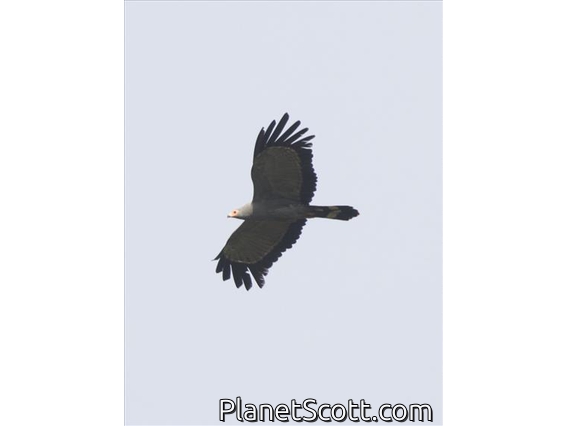 African Harrier-Hawk (Polyboroides typus)