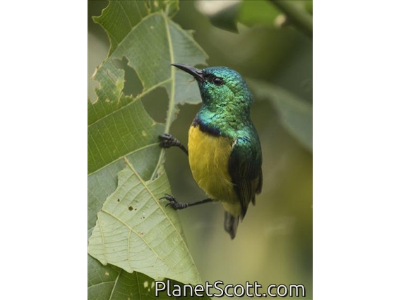 Collared Sunbird (Hedydipna collaris)