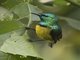 Collared Sunbird (Hedydipna collaris)