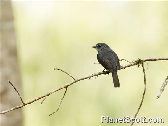 Dusky-blue Flycatcher (Bradornis comitatus)