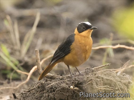 Snowy-crowned Robin-Chat (Cossypha niveicapilla)