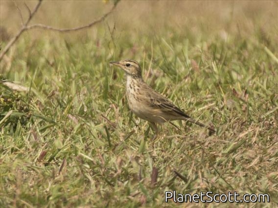 African Pipit (Anthus cinnamomeus)