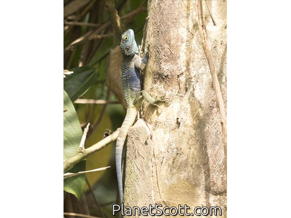 Uganda Blue-headed Tree Agama (Acanthosaurus ugandaensis)