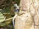 Uganda Blue-headed Tree Agama (Acanthosaurus ugandaensis)