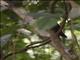 Dusky Long-tailed Cuckoo (Cercococcyx mechowi)