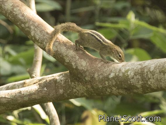 Boehm's Bush Squirrel (Paraxerus boehmi)
