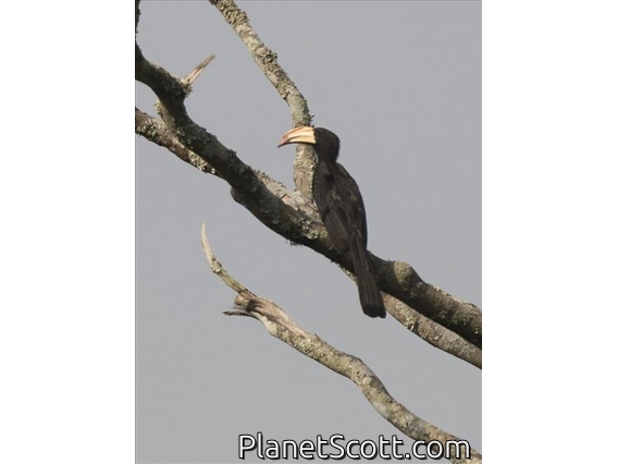 African Pied Hornbill (Lophoceros fasciatus)